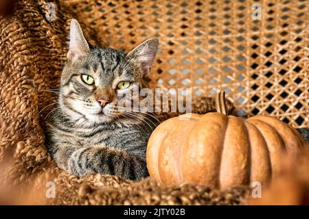 Joli chat tabby avec citrouille. Chaton gris reposant avec potiron sur chaise en osier avec couverture en laine. Ambiance d'automne, vibes d'automne. Jour de Thanksgiving. Banque D'Images