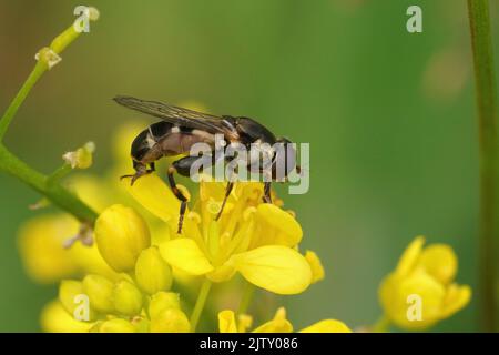 Gros plan naturel sur un petit aéroglisseur à pattes épaisses, Syritta pipipipiens, assis sur une fleur jaune de Rorippa sylvestris Banque D'Images