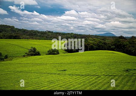 Plantations de thé en Ouganda Banque D'Images