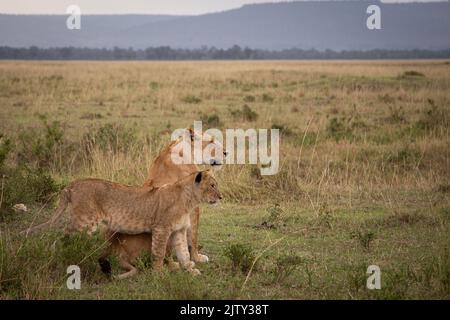 Les Lions d'Afrique Banque D'Images