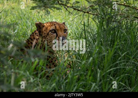 Cheetah se cachant dans la longue herbe au Kenya Banque D'Images