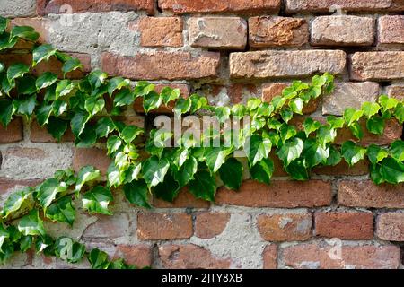 Ivy sur un mur de maison à Berlin Banque D'Images