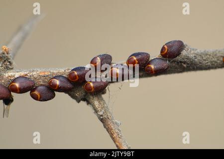 Œufs de punaise grise, Satara, Maharashtra, inde Banque D'Images