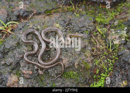 Serpent de forêt vert olive, Rhabdops aquaticus endémique aux ghats occidentaux, Satara, Maharashtra, Inde Banque D'Images