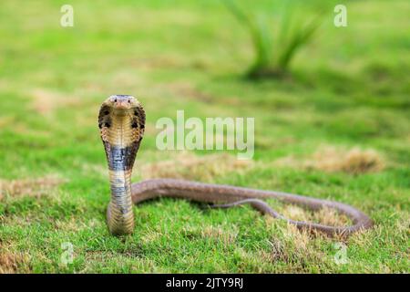 La cobra monocoque, Naja kaouthia, également appelée cobra monocellate, ou cobra piteuse indienne, est une espèce de cobra venimeuse répandue dans le Sud et la Southe Banque D'Images