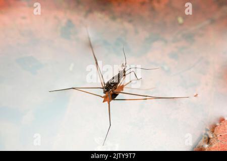 Insecte de l'espèce cyprine, espèce de Chypre, Satara, Maharashtra, Inde Banque D'Images