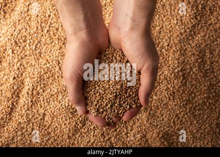 Poignées caucasiennes humaines avec grains de blé sur fond de grain Banque D'Images