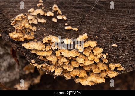 Champignon poussant sur un journal Banque D'Images