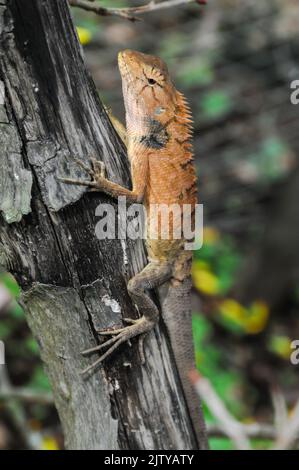 Un gros plan vertical d'un grand lézard orange typique sur le bois Banque D'Images