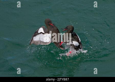 guillemot noir (Cepphus grylle). Portpatrick, Dumfries et Galloway, Écosse. Juin. Comportement d'affichage des paires d'adultes Banque D'Images