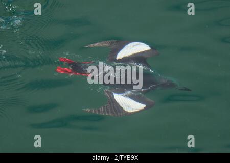 guillemot noir (Cepphus grylle). Portpatrick, Dumfries et Galloway, Écosse. Juillet 2022. Affichage adulte Banque D'Images