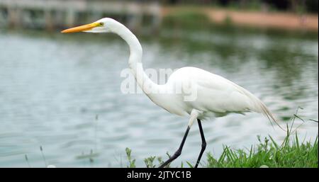 Oiseau blanc s'approchant lentement pour attraper du poisson. Chasse aux animaux pour l'alimentation Banque D'Images