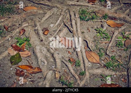 Feuilles de magnolia tombées sur un sol sec parmi les racines d'un arbre. Banque D'Images