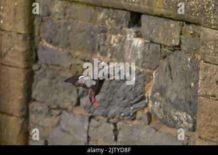 guillemot noir (Cepphus grylle). Portpatrick, Dumfries et Galloway, Écosse. Juillet 2022. Adulte volant pour nicher dans le mur du port avec du poisson pour poussins. Banque D'Images