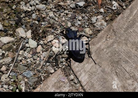 Carabus scabrosus caucasicus, grand coléoptère violet Banque D'Images