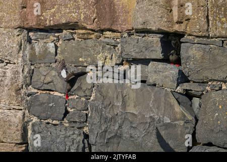 guillemot noir (Cepphus grylle). Portpatrick, Dumfries et Galloway, Écosse. Juillet 2022. Adulte volant pour nicher dans le mur du port avec du poisson pour poussins. Banque D'Images