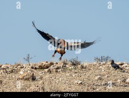 Un Aigle Bateleur débarque dans la savane de Kalahari Banque D'Images