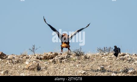 Un Aigle Bateleur débarque dans la savane de Kalahari Banque D'Images