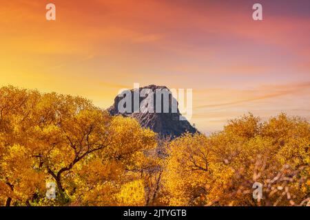 Bouton de pouce à l'automne Banque D'Images