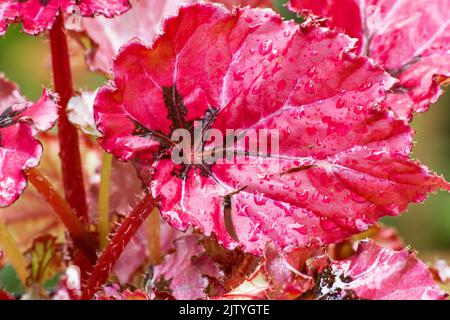 Begonia de taureau rouge sur fond naturel Banque D'Images