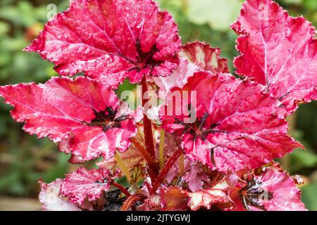 Begonia de taureau rouge sur fond naturel Banque D'Images