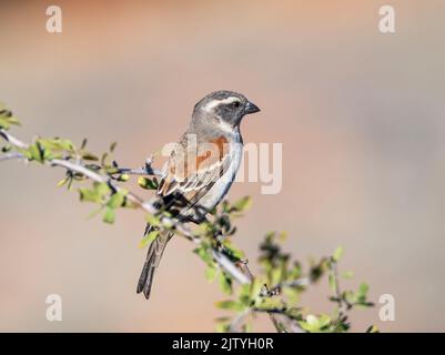 Un cap Sparrow perché dans un arbre de la savane de Kalahari Banque D'Images