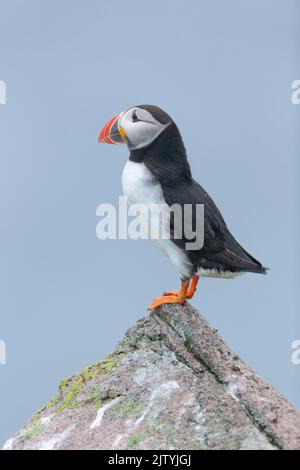Puffin (Fratercula arctica), appel pour adultes, Great Saltee Island, Co. Wexford, République d'Irlande Banque D'Images
