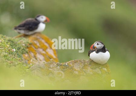 Deux Puffins de l'Atlantique (Fratercula arctica) se repiquent sur des rochers à l'extérieur des terriers, Great Saltee Island, Co. Wexford, République d'Irlande Banque D'Images