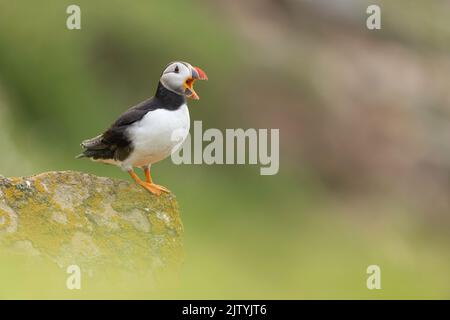 Atlantic Puffin (Fratercula arctica) qui s'étend sur le bec, Great Saltee Island, Co. Wexford, République d'Irlande Banque D'Images