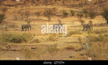 trois éléphants sont à pied dans la savane à une distance Banque D'Images