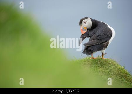 Atlantic Puffin (Fratercula arctica) preening, Hermaness, Unst, Shetland, Écosse, ROYAUME-UNI Banque D'Images