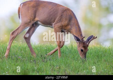 Jeune cerf de buck dans un champ du nord du Wisconsin. Banque D'Images