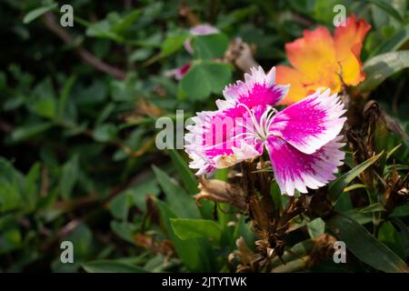 Les fleurs et les feuilles vertes dans la nature agitant lentement dans le vent naturel Banque D'Images