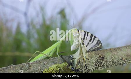 La mante verte de prière se trouve sur une branche d'arbre et mange un gros papillon capturé. La mante européenne (Mantis religiosa) et le rare papillon à queue d'allowtail (Iphicli Banque D'Images