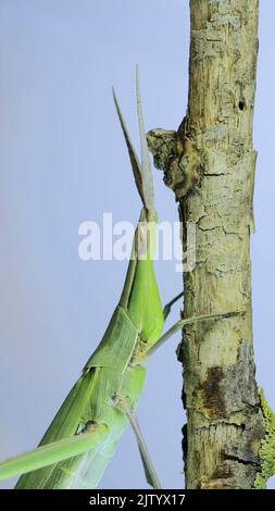 Portrait en gros plan de la sauterelle à visage oblique vert géant Acrida se trouve sur une branche d'arbre sur fond bleu ciel. Prise de vue macro Banque D'Images