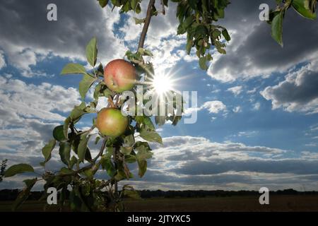 02 septembre 2022, Saxe, Hohenprießnitz: Les pommes pendent sur un arbre le long d'une route de terre dans le nord de la Saxe, tandis que le soleil brille entre les nuages. Les météorologistes s'attendent à un temps amical à la fin de l'été pour le week-end à Mtteldeutschland. Photo: Sebastian Willnow/dpa Banque D'Images