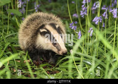 Gros plan d'un très jeune et moelleux badger cub à Springtime quand les cloches sont en pleine fleur. Vers la droite. Nom scientifique: Meles Meles. Hori Banque D'Images