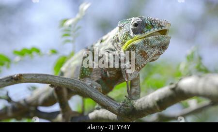 2 septembre 2022, oblast d'Odessa, Ukraine, Europe de l'est : un gros plan de Ð'hameleon est assis sur une branche d'arbre, lèche les lèvres et regarde autour pendant la mue. Panther caméléon (Credit image: © Andrey Nekrasov/ZUMA Press Wire) Banque D'Images