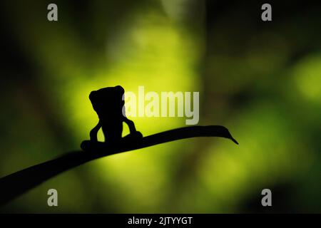 Grenouille juvénile à yeux jaunes ou à flancs bleus (Agalychnis annae), silhouettée la nuit, San Jose, Costa Rica Banque D'Images
