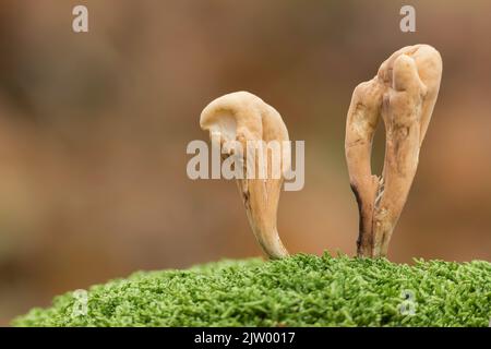 Champignon du Club géant (Clavariadelphus pistillalis), montagnes Rhodope, Bulgarie Banque D'Images