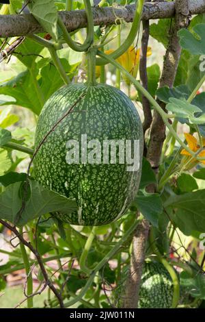 Figleaf gourd, Cucurbita fifolia Banque D'Images