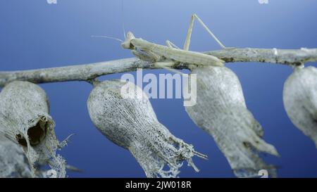 2 septembre 2022, oblast d'Odessa, Ukraine: Gros plan de la petite mante de prière se trouve sur une branche d'arbuste sèche sur fond bleu ciel. La mante de prière de Crimée (Ameles heldreichi) femelle. Photo macro (Credit image: © Andrey Nekrasov/ZUMA Press Wire) Banque D'Images