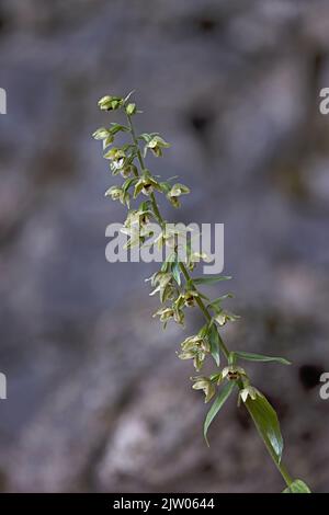 Helleborine à feuilles larges (Epipactis helleborine) fleurs Derbyshire GB UK août 2022 Banque D'Images