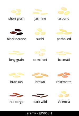 Différents types de riz avec des noms isolés sur fond blanc. Illustration de Vecteur