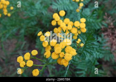 Tanaceum vulgare, Tansy commune une espèce de Tansies originaire d'Europe et d'Asie. Banque D'Images