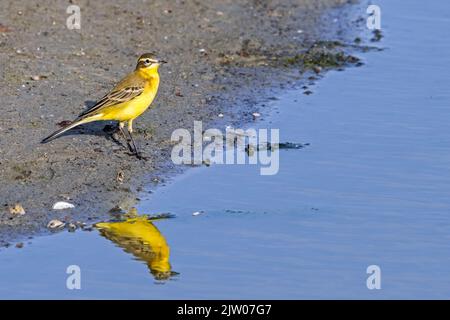 Queue de cheval à tête bleue / queue de cheval jaune de l'Ouest (Motacilla flava flava) reflétée dans l'eau de l'étang à la fin de l'été Banque D'Images