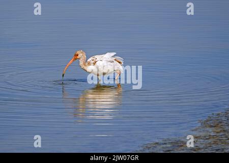 Ibis blanc américain (Eudocimus albus / Scolopax alba) pour jeunes en eau peu profonde, originaire de Floride, des Caraïbes, du Mexique et d'Amérique centrale Banque D'Images