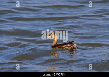 Petit grèbe / dabchick (Tachybaptus ruficollis / Podiceps ruficollis) dans le plumage non-reproducteur nageant dans le lac à la fin de l'été Banque D'Images