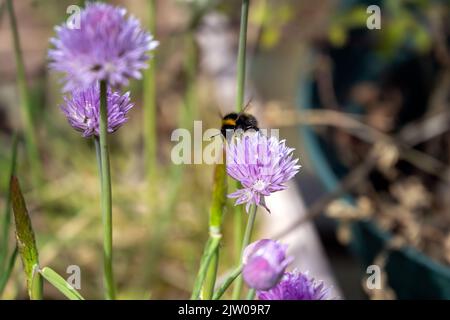 Bumblebee sur la fleur pourpre d'une ruche orv Allium schoenoprasum, gros plan Banque D'Images