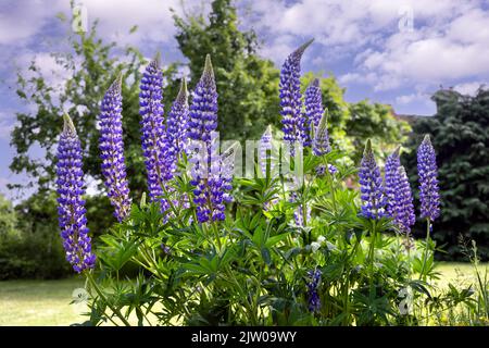 Lupin bleu et blanc ou Lupinus polyphyllus dans un jardin au printemps Banque D'Images